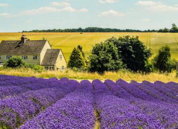 Cotswolds Lavender 1024x683